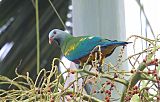 Wompoo Fruit-Dove